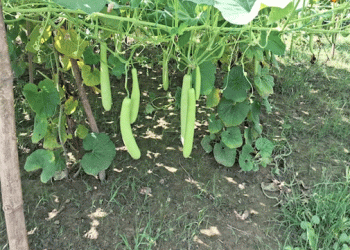 Maximizing Profits with Pumpkin Farming: A Farmer’s Guide to Success in Short Time