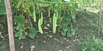 Maximizing Profits with Pumpkin Farming: A Farmer’s Guide to Success in Short Time