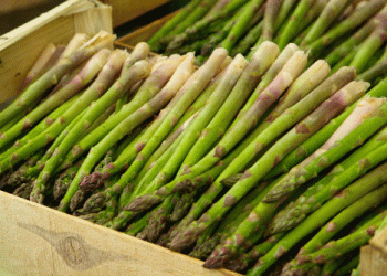 Peru’s Asparagus Exports Reach Over $212 Million in 2024 Despite Volume Decline