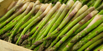 Peru’s Asparagus Exports Reach Over $212 Million in 2024 Despite Volume Decline