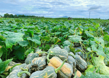Nam Đàn Farmers Hit the Jackpot with Record High Pumpkin Prices