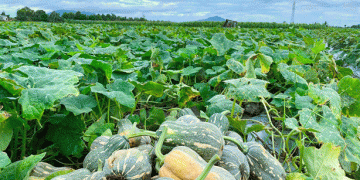 Nam Đàn Farmers Hit the Jackpot with Record High Pumpkin Prices