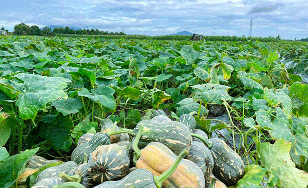 Nam Đàn Farmers Hit the Jackpot with Record High Pumpkin Prices