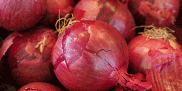 Spanish Onion Surplus: Navigating Price Drops Amidst High Production and Low Demand