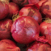 Spanish Onion Surplus: Navigating Price Drops Amidst High Production and Low Demand