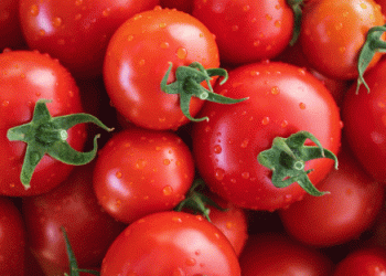 Spain’s Fruit and Vegetable Imports Surge by 10% in 2024: Tomatoes and Avocados Lead the Growth