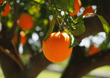 Challenges and Opportunities: Castellón Citrus Season Faces Low Harvest and Strong Demand