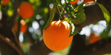 Challenges and Opportunities: Castellón Citrus Season Faces Low Harvest and Strong Demand