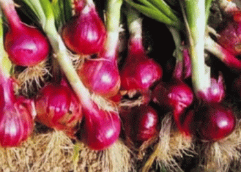 Top Onion Varieties in Barabanki: Boost Your Profits with These 5 High-Yielding Types