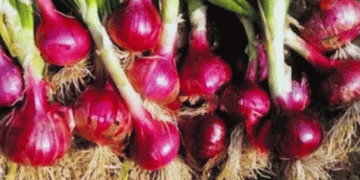 Top Onion Varieties in Barabanki: Boost Your Profits with These 5 High-Yielding Types