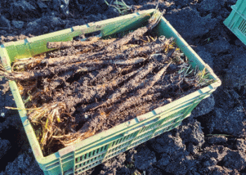 Salsify: The Winter Vegetable Rarity That’s Gaining Popularity in Switzerland