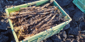 Salsify: The Winter Vegetable Rarity That’s Gaining Popularity in Switzerland
