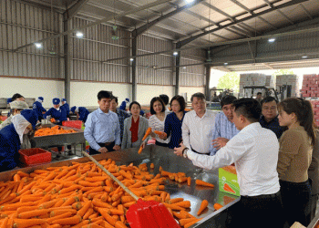 The Critical Need for Cold Storage Investments to Support Vietnam’s Carrot Industry