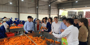 The Critical Need for Cold Storage Investments to Support Vietnam’s Carrot Industry
