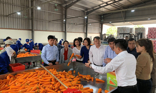 The Critical Need for Cold Storage Investments to Support Vietnam’s Carrot Industry