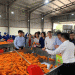 The Critical Need for Cold Storage Investments to Support Vietnam’s Carrot Industry