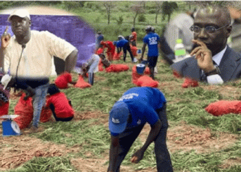 Carrot Commercialization in Senegal: A Call for Government Action to Protect Local Producers
