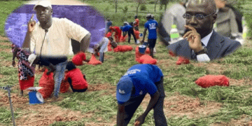 Carrot Commercialization in Senegal: A Call for Government Action to Protect Local Producers