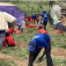 Carrot Commercialization in Senegal: A Call for Government Action to Protect Local Producers