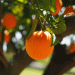 A Citrus Surge: Andalucía’s Expected Production for 2024/25