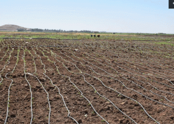 Bountiful Harvest: Vegetable Farming in Northern and Eastern Syria Boosts Self-Sufficiency
