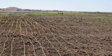 Bountiful Harvest: Vegetable Farming in Northern and Eastern Syria Boosts Self-Sufficiency