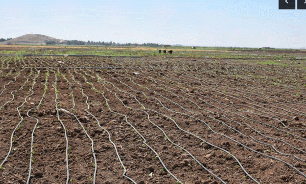 Bountiful Harvest: Vegetable Farming in Northern and Eastern Syria Boosts Self-Sufficiency