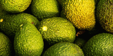 Peru Breaks New Avocado Export Record: Over 539,000 Tons Exported in 2024