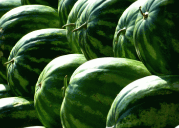 Spain Reduces Watermelon Imports from Morocco by 75.51% Over Two Seasons: A Shift in Trade Relations and Supply Chains