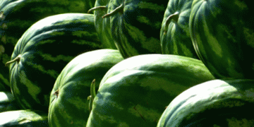 Spain Reduces Watermelon Imports from Morocco by 75.51% Over Two Seasons: A Shift in Trade Relations and Supply Chains