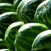 Spain Reduces Watermelon Imports from Morocco by 75.51% Over Two Seasons: A Shift in Trade Relations and Supply Chains
