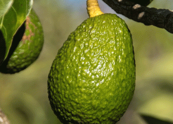 Peru’s 2024 Avocado Season: Resilience Amid Challenges with Record Export Value