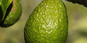Peru’s 2024 Avocado Season: Resilience Amid Challenges with Record Export Value