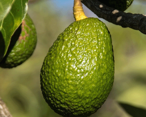 Peru’s 2024 Avocado Season: Resilience Amid Challenges with Record Export Value