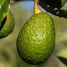 Peru’s 2024 Avocado Season: Resilience Amid Challenges with Record Export Value