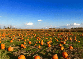 The Truth Behind Pumpkin Picking: Is It Really What It Seems?