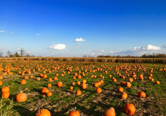 The Truth Behind Pumpkin Picking: Is It Really What It Seems?