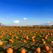 The Truth Behind Pumpkin Picking: Is It Really What It Seems?