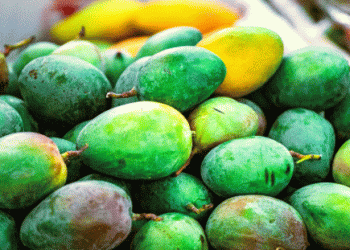 Peru’s Mango Exports Soar to Over $52 Million by September: A Global Success Story