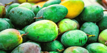 Peru’s Mango Exports Soar to Over $52 Million by September: A Global Success Story