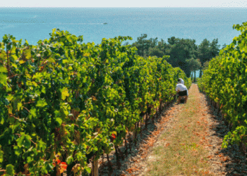 How State Support Fuels the Success of Kuban Farmers in Vegetable and Fruit Production