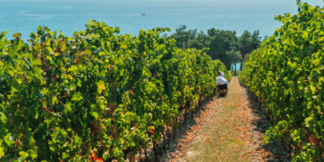 How State Support Fuels the Success of Kuban Farmers in Vegetable and Fruit Production