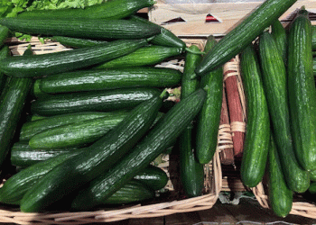 Almería Leads Spanish Cucumber Exports Despite €77.3 Million Loss Due to Price Drop