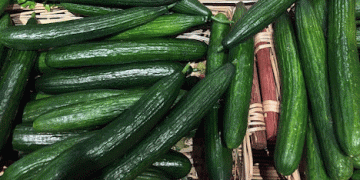 Almería Leads Spanish Cucumber Exports Despite €77.3 Million Loss Due to Price Drop
