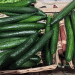 Almería Leads Spanish Cucumber Exports Despite €77.3 Million Loss Due to Price Drop
