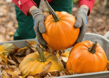 Pumpkin Season in Kabardino-Balkaria: A Bumper Crop with Growing Potential
