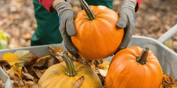 Pumpkin Season in Kabardino-Balkaria: A Bumper Crop with Growing Potential