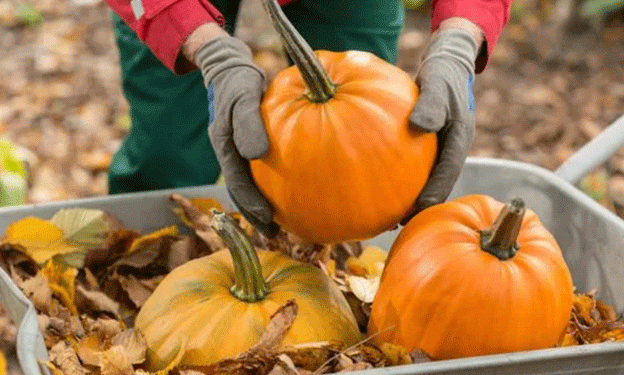 Pumpkin Season in Kabardino-Balkaria: A Bumper Crop with Growing Potential