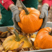 Pumpkin Season in Kabardino-Balkaria: A Bumper Crop with Growing Potential