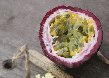 Cusco’s Ambitious Plan to Produce 150,000 Fruit Tree Seedlings: A Boon for Peru’s Tropical Agriculture